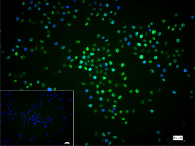 DMAP1 Antibody in Immunocytochemistry (ICC/IF)