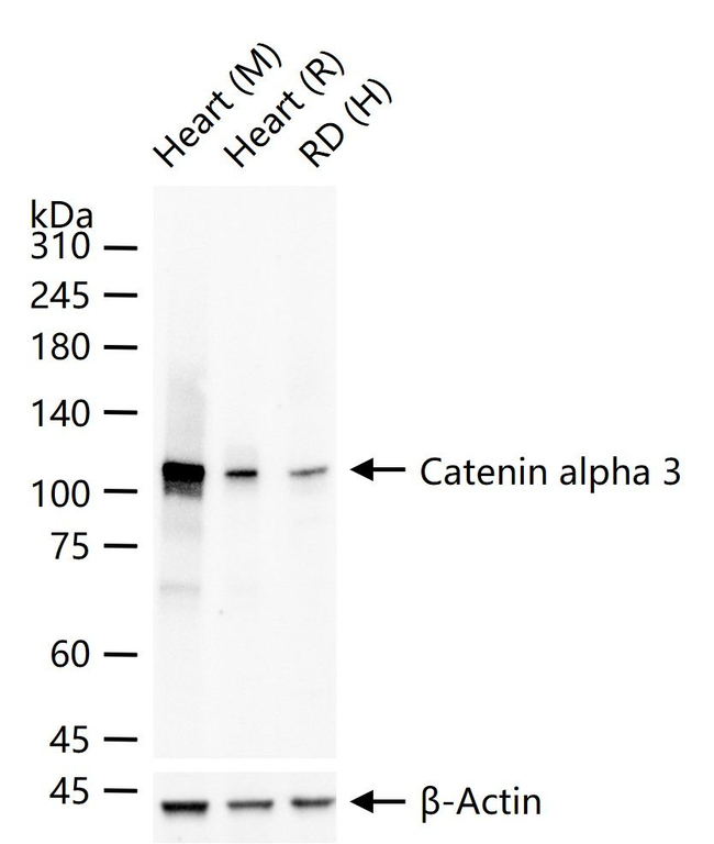 CTNNA3 Antibody in Western Blot (WB)