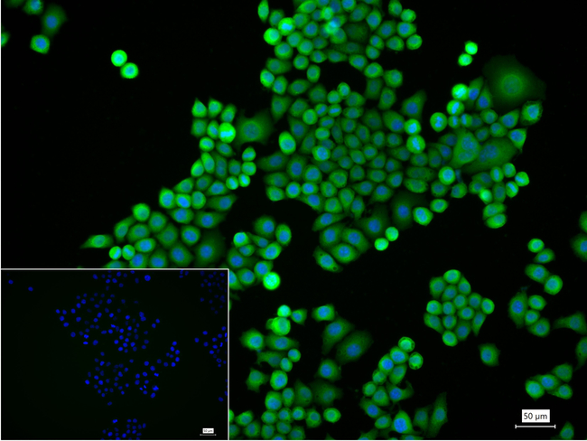 CC2D1A Antibody in Immunocytochemistry (ICC/IF)