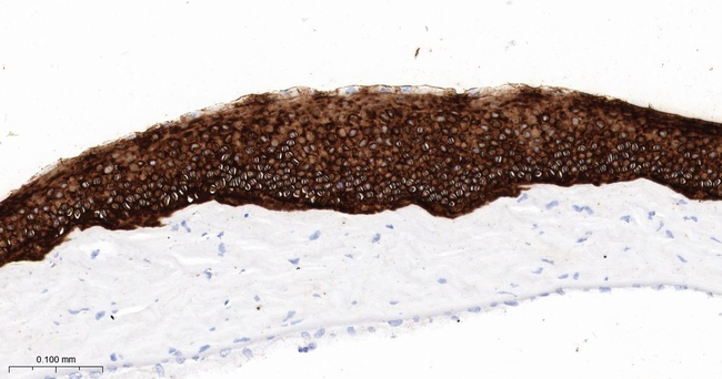 Cytokeratin 12 Antibody in Immunohistochemistry (Paraffin) (IHC (P))