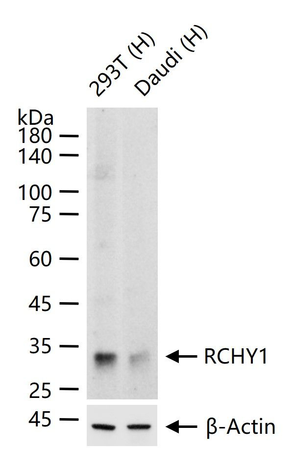 Pirh2 Antibody in Western Blot (WB)