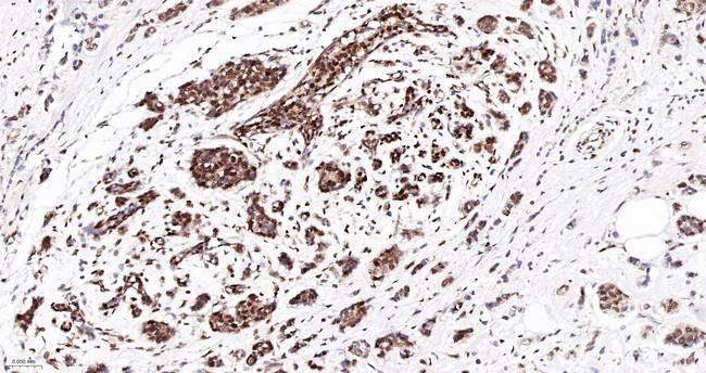 AHCY Antibody in Immunohistochemistry (Paraffin) (IHC (P))