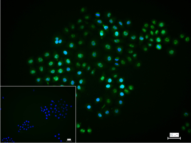 H2BK12cr Antibody in Immunocytochemistry (ICC/IF)
