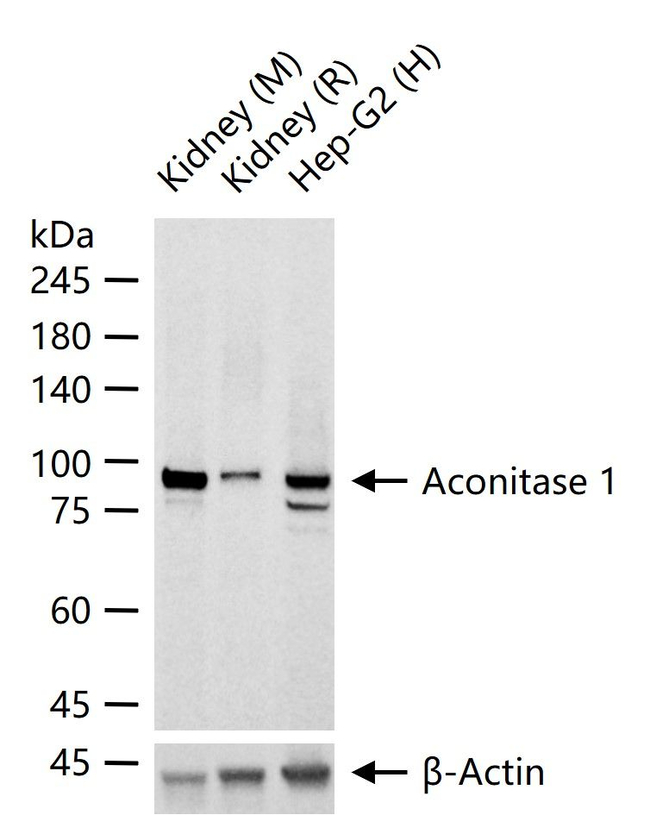 Aconitase 1 Antibody in Western Blot (WB)