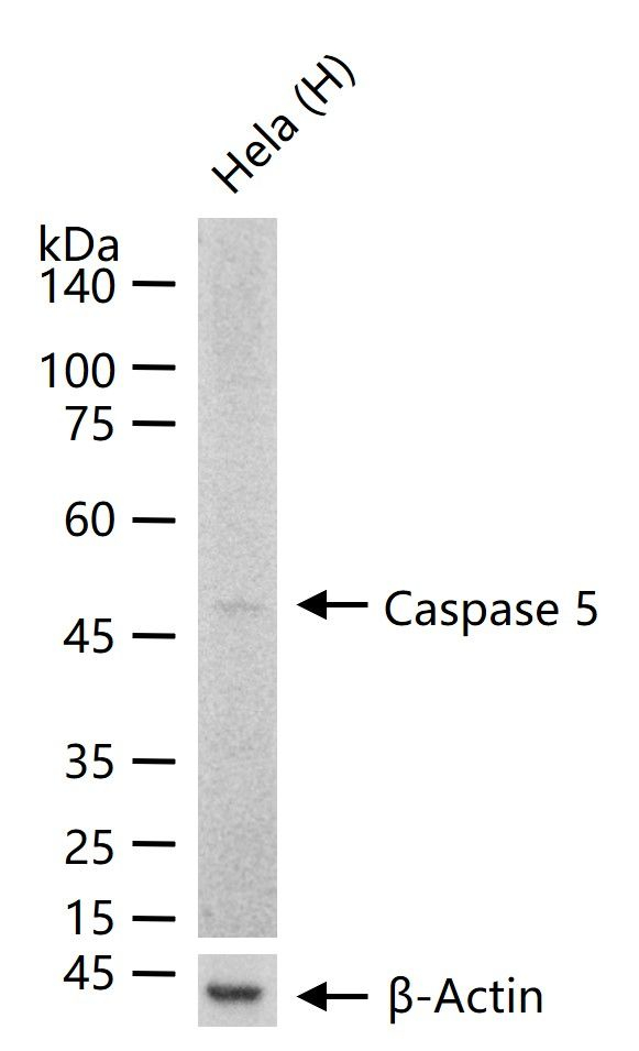 Caspase 5 Antibody in Western Blot (WB)