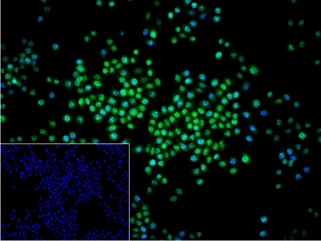 RANBP3 Antibody in Immunocytochemistry (ICC/IF)