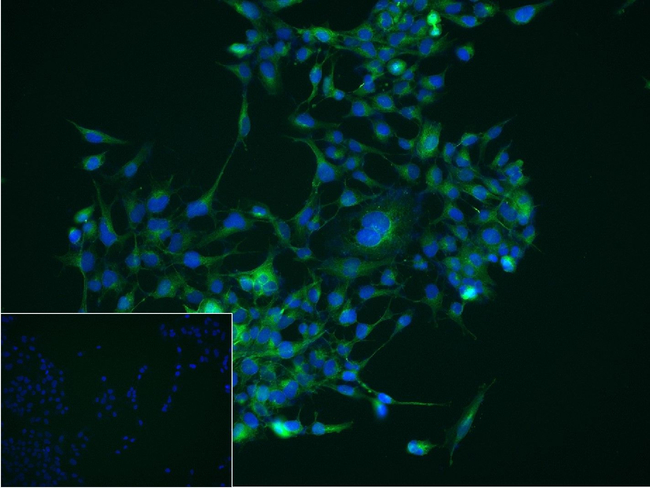 FADS1 Antibody in Immunocytochemistry (ICC/IF)