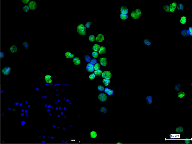 QKI Antibody in Immunocytochemistry (ICC/IF)