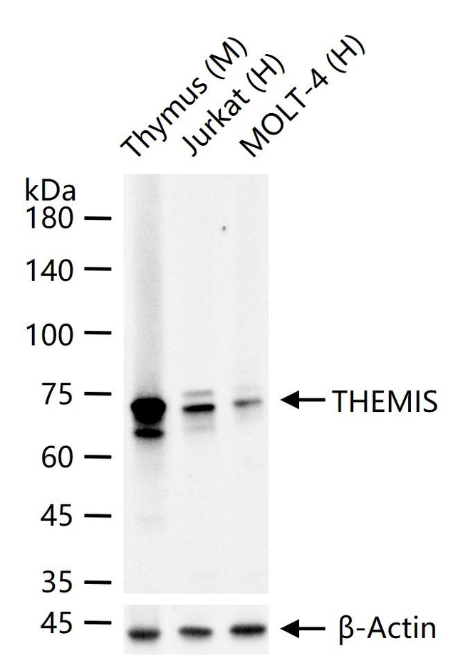 Themis Antibody in Western Blot (WB)