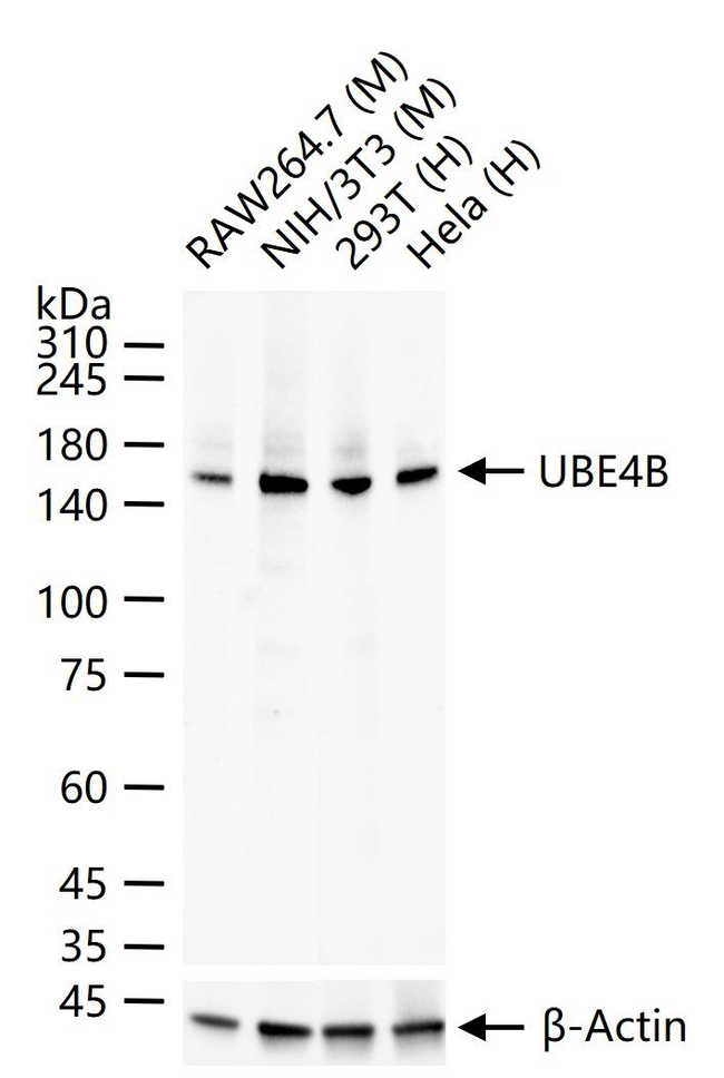 UBE4B Antibody in Western Blot (WB)
