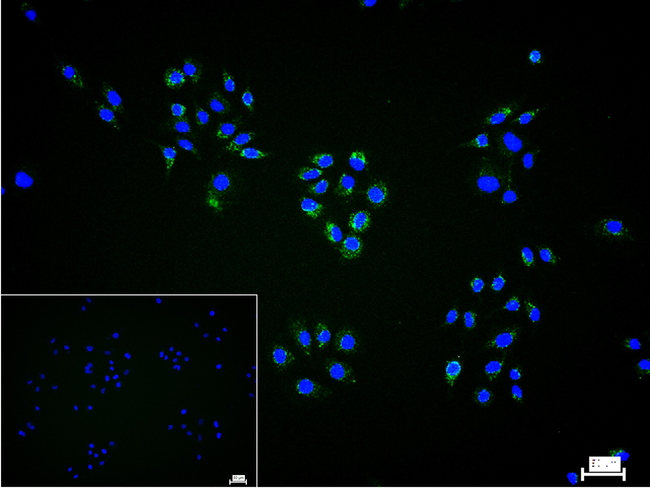 MRPL28 Antibody in Immunocytochemistry (ICC/IF)