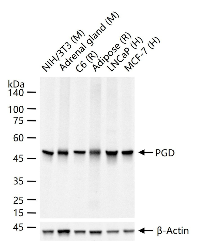 PGD Antibody in Western Blot (WB)