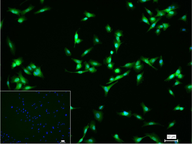 OLIG3 Antibody in Immunocytochemistry (ICC/IF)