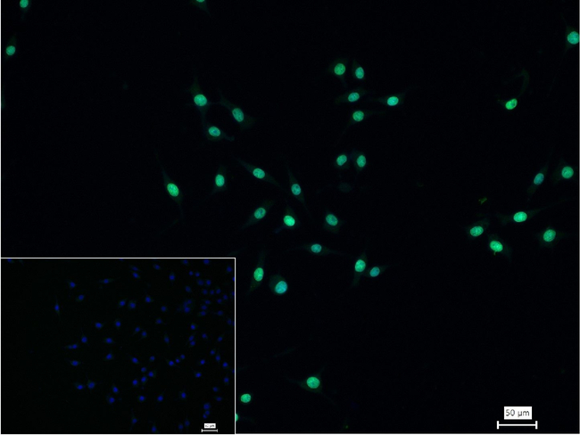 H3K28ac Antibody in Immunocytochemistry (ICC/IF)