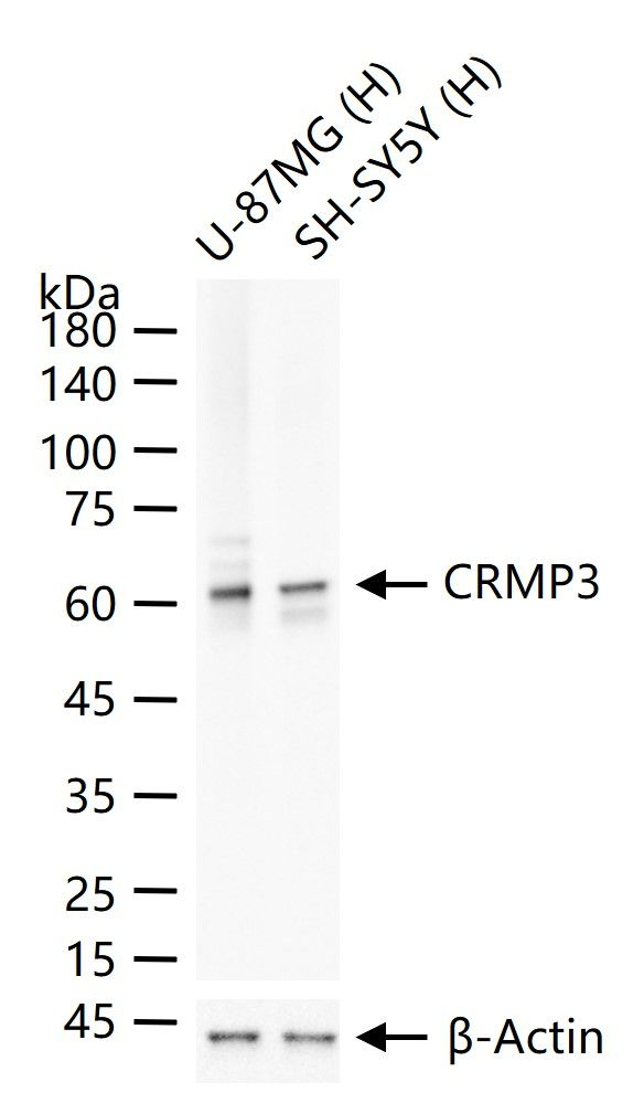 CRMP3 Antibody in Western Blot (WB)