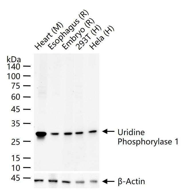 UPP1 Antibody in Western Blot (WB)
