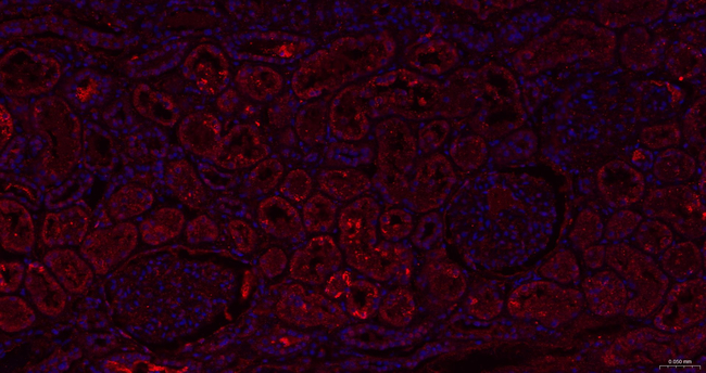 SUOX Antibody in Immunohistochemistry (Paraffin) (IHC (P))