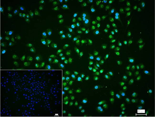 BRMS1 Antibody in Immunocytochemistry (ICC/IF)