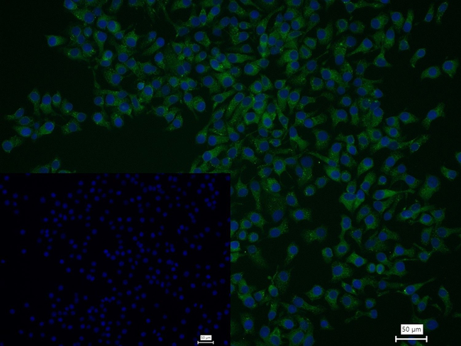 ERLIN2 Antibody in Immunocytochemistry (ICC/IF)