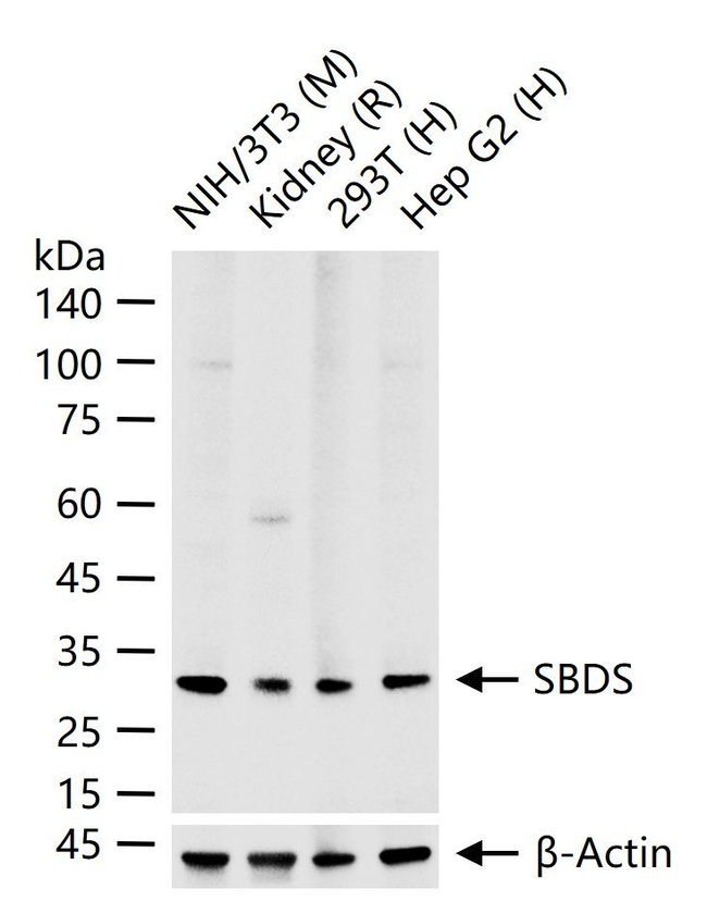 SBDS Antibody in Western Blot (WB)