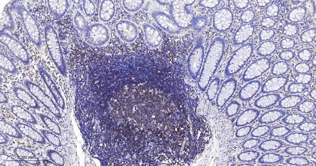 Flotillin 1 Antibody in Immunohistochemistry (Paraffin) (IHC (P))