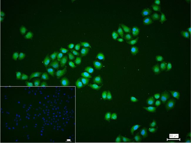 PHD3 Antibody in Immunocytochemistry (ICC/IF)