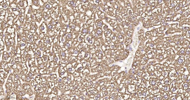 MGST1 Antibody in Immunohistochemistry (Paraffin) (IHC (P))