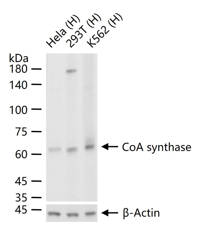 CoA Synthase Antibody in Western Blot (WB)