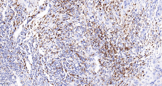 NCF4 Antibody in Immunohistochemistry (Paraffin) (IHC (P))