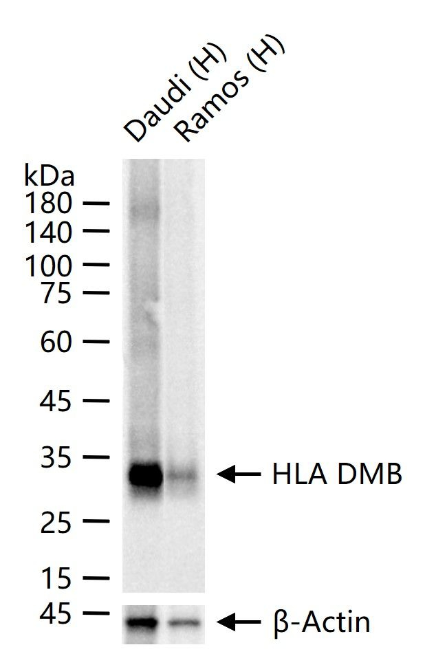 HLA-DMB Antibody in Western Blot (WB)
