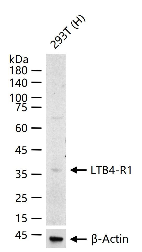 LTB4R Antibody in Western Blot (WB)