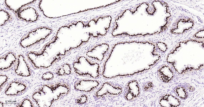 Prostein Antibody in Immunohistochemistry (Paraffin) (IHC (P))