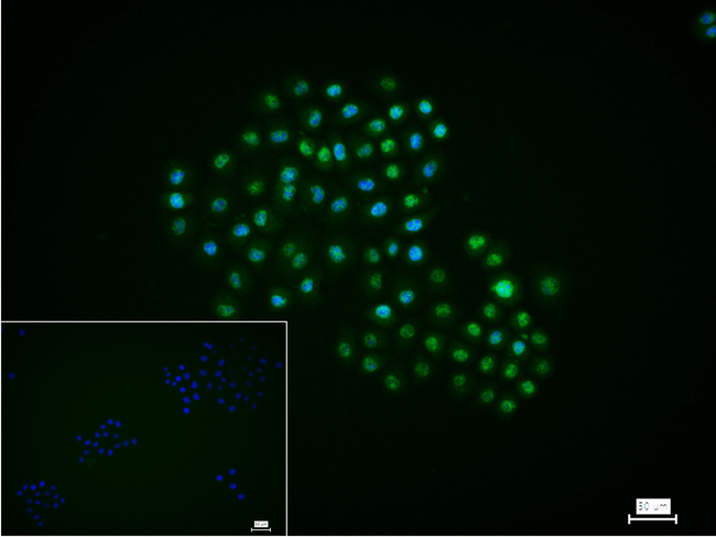 SRP19 Antibody in Immunocytochemistry (ICC/IF)