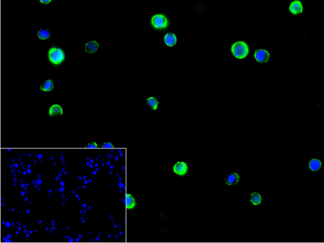 CD84 Antibody in Immunocytochemistry (ICC/IF)