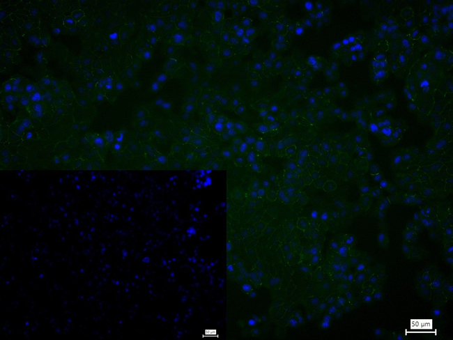 CAP1 Antibody in Immunocytochemistry (ICC/IF)