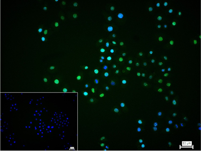 HIF1A Antibody in Immunocytochemistry (ICC/IF)