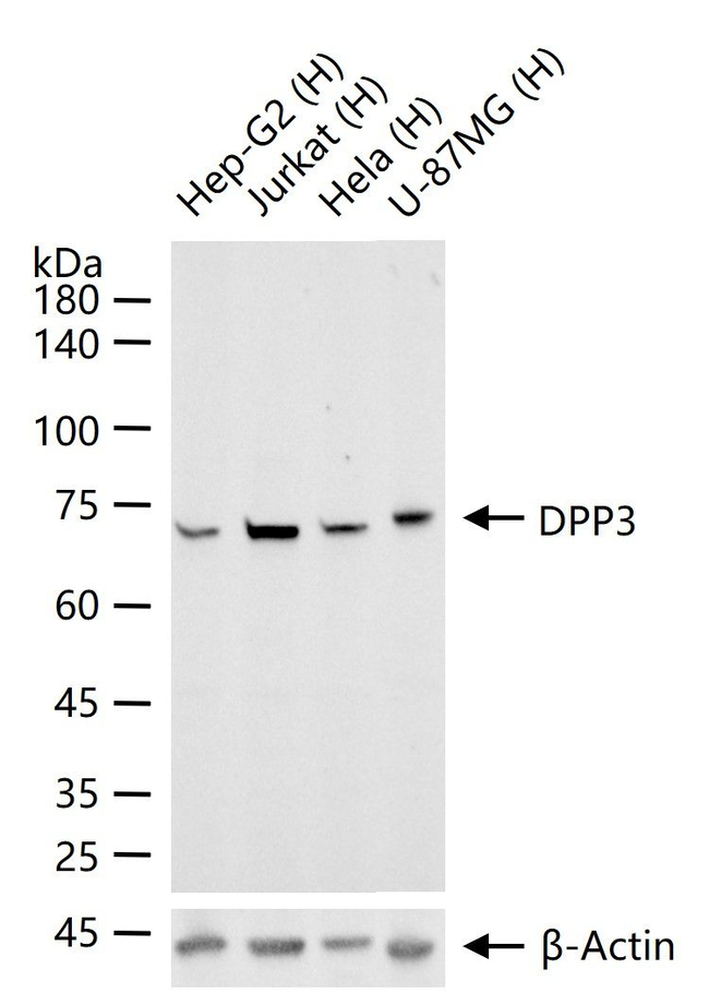 DPP3 Antibody in Western Blot (WB)