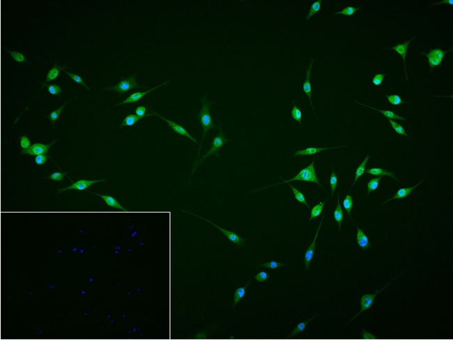 DCAF7 Antibody in Immunocytochemistry (ICC/IF)