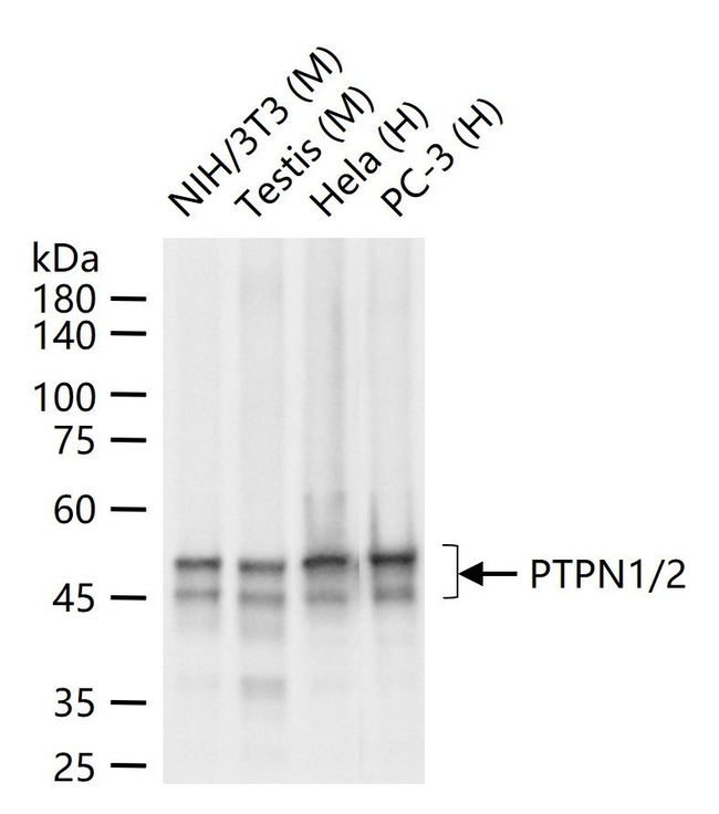 PTP1B/PTPN2 Antibody in Western Blot (WB)