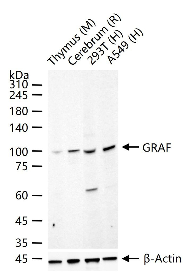 GRAF Antibody in Western Blot (WB)