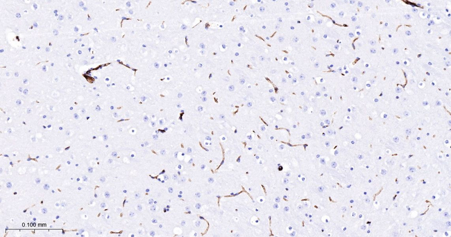 ICAM-2 Antibody in Immunohistochemistry (Paraffin) (IHC (P))