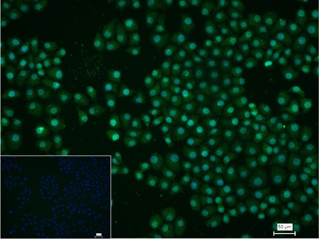 HNF4A Antibody in Immunocytochemistry (ICC/IF)