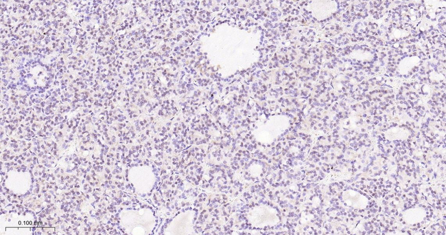 UFM1 Antibody in Immunohistochemistry (Paraffin) (IHC (P))