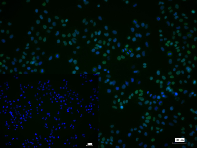 ZHX2 Antibody in Immunocytochemistry (ICC/IF)
