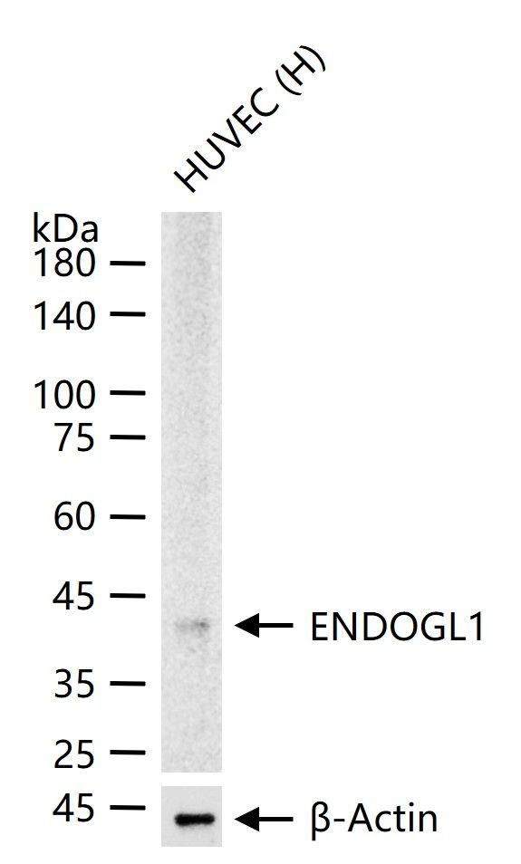 ENDOGL1 Antibody in Western Blot (WB)