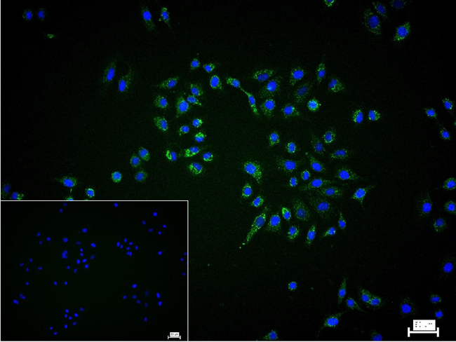 STOML2 Antibody in Immunocytochemistry (ICC/IF)
