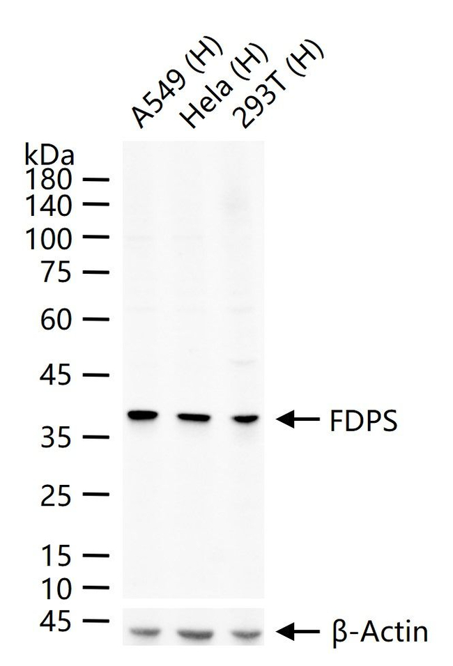 FDPS Antibody in Western Blot (WB)