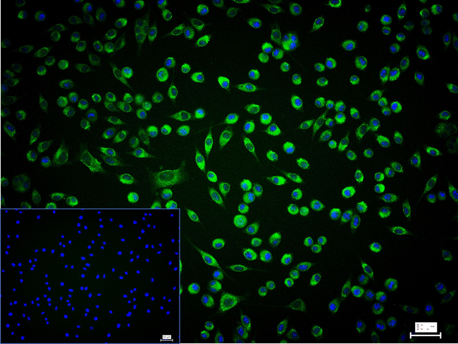 NCK2 Antibody in Immunocytochemistry (ICC/IF)