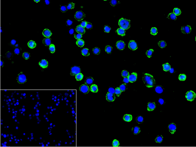 BLNK Antibody in Immunocytochemistry (ICC/IF)