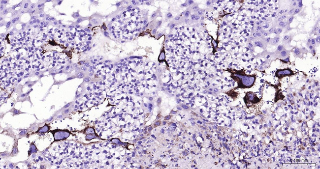 FDX1 Antibody in Immunohistochemistry (Paraffin) (IHC (P))